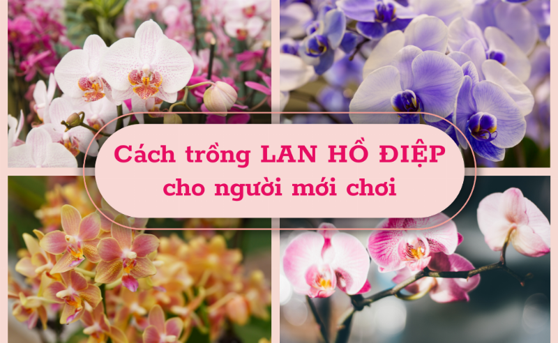 Các loại giá thể phổ biến và phù hợp để trồng lan hồ điệp, như vỏ thông, than củi, rêu sphagnum, được trình bày riêng biệt và trong chậu
